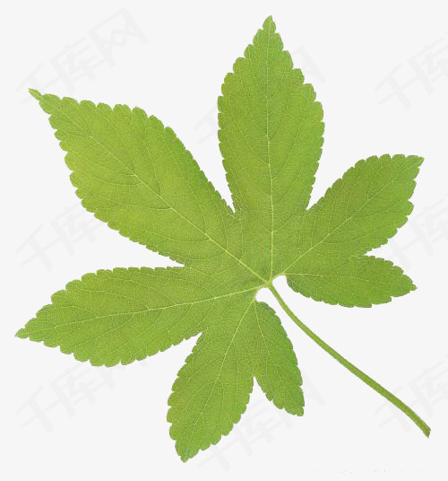爬墙虎叶子