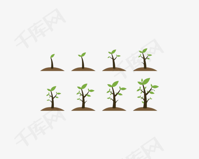 小树苗成长过程