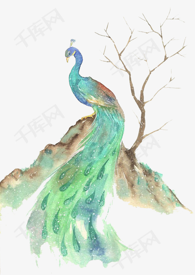 水彩孔雀
