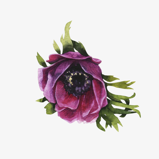 绿叶上的花朵图片