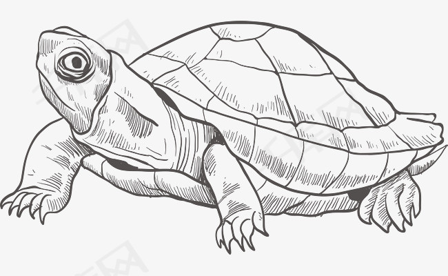 手绘素描乌龟