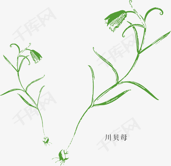 中草药图片大全清晰图 146a2401297f97f33ace2bce00527c6e.jpg!r650