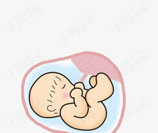 胚胎里面的婴儿脐带血婴儿胎儿新生儿宝宝母婴