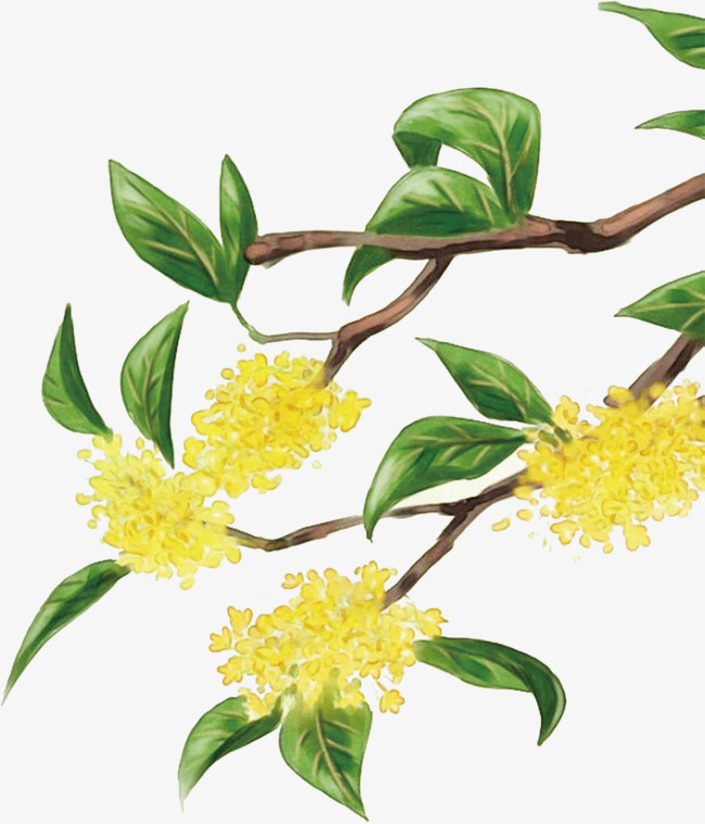 黄色桂花