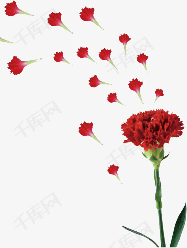 红色康乃馨花朵红色水彩康乃馨鲜花唯美     