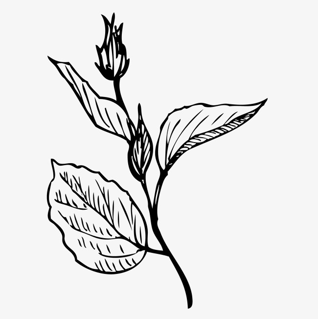 线描植物画叶子黑白_手绘