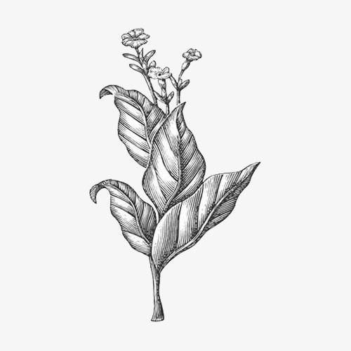 绿叶上的花朵图片