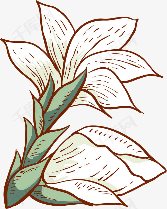 手绘白色花朵