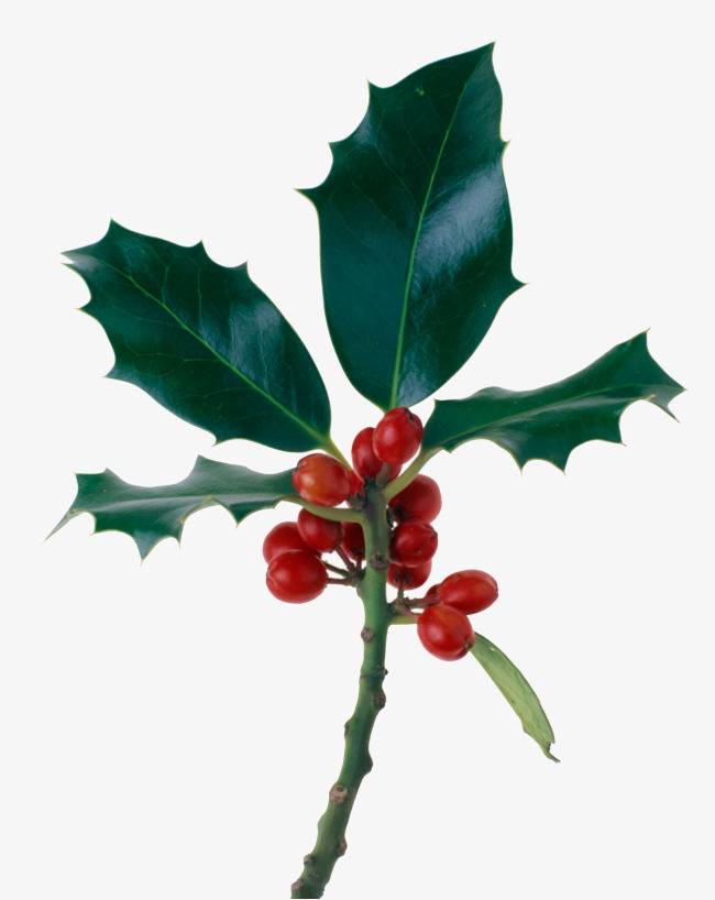 枸骨叶冬青 叶子 红色果子素材图片免费下载_