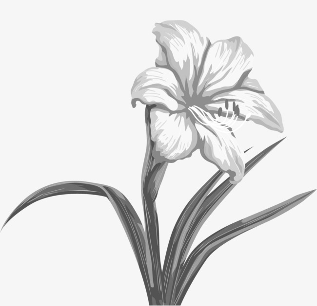 花朵花卉素描