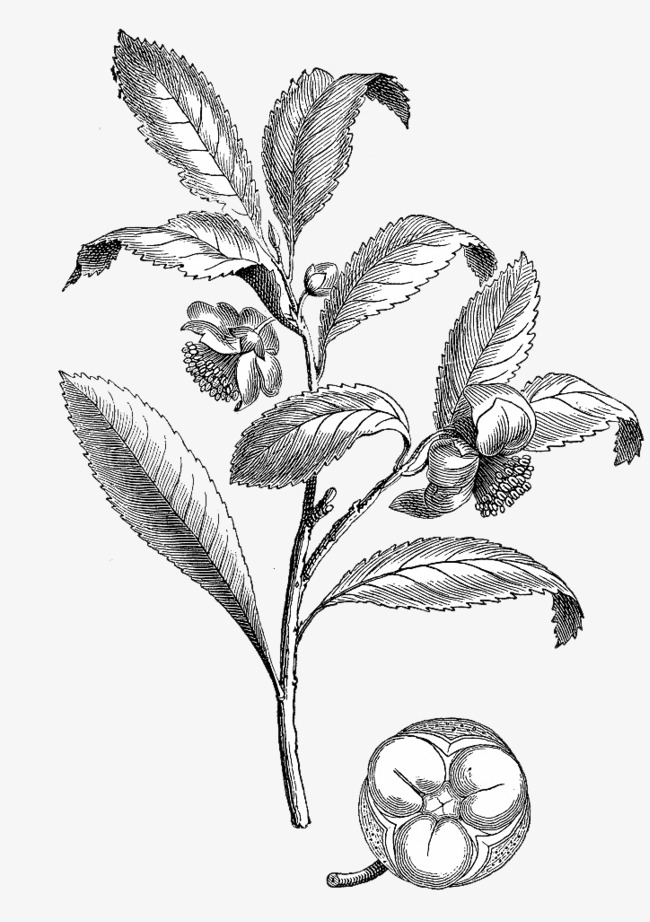 手绘茶叶枝叶图片