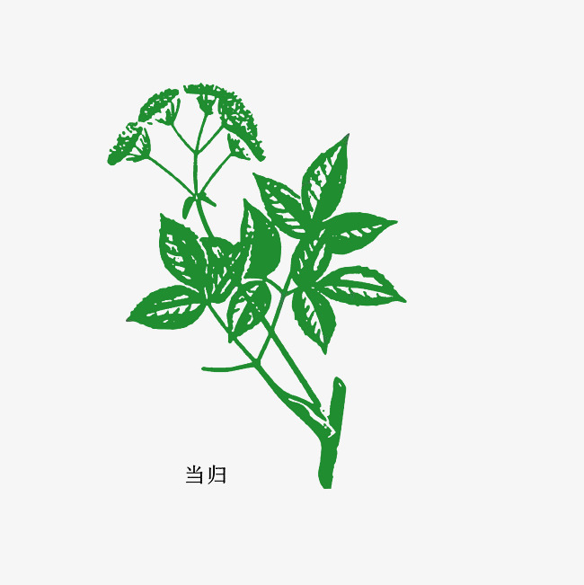 手绘植物当归