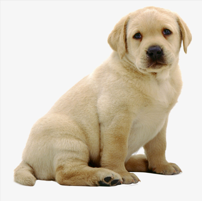 犬科动物素材图片免费下载_高清png