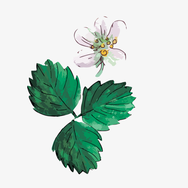 绿叶上的花朵图片