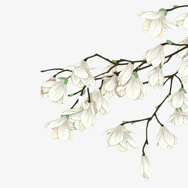 手绘木兰花线稿