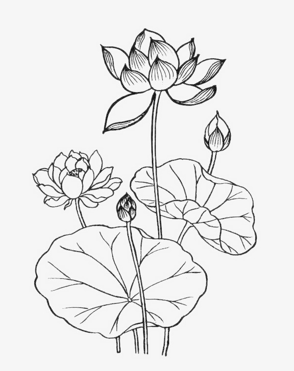 线条稿莲花儿