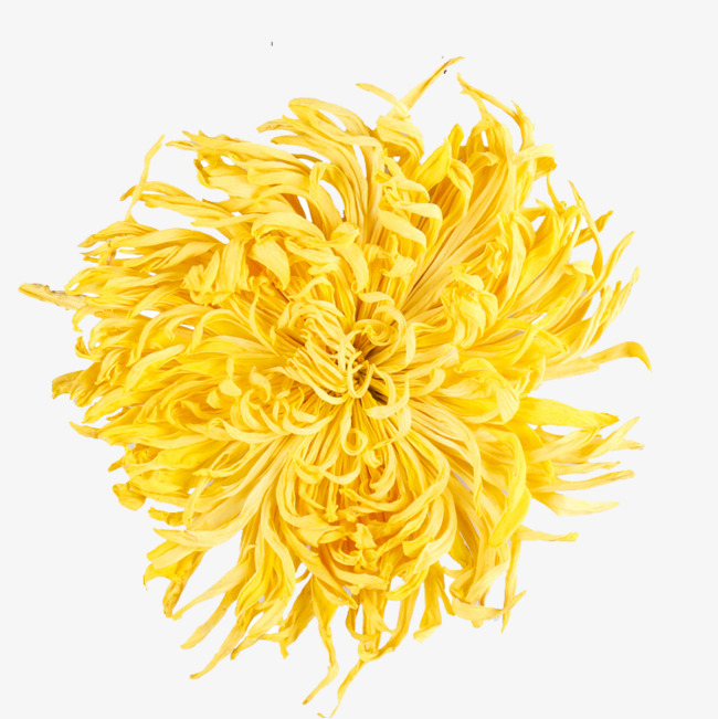 金丝皇菊