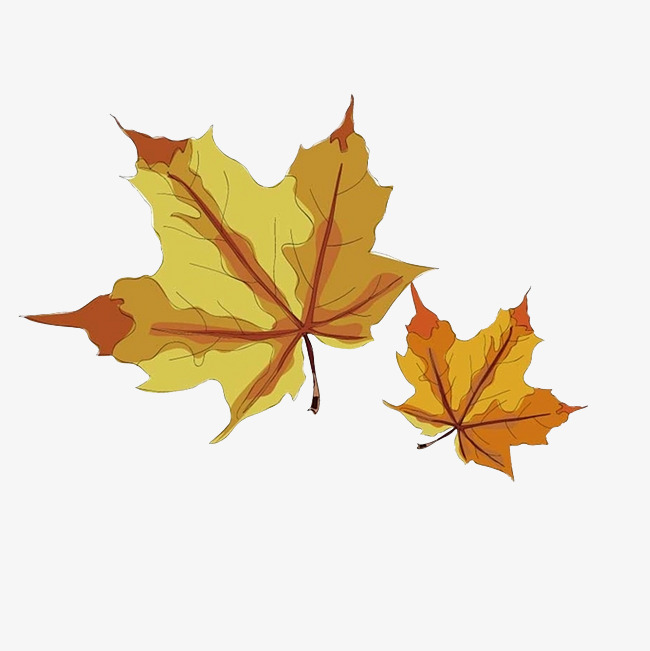 枯黄的枫树叶子素材图片免费下载_高清psd_千