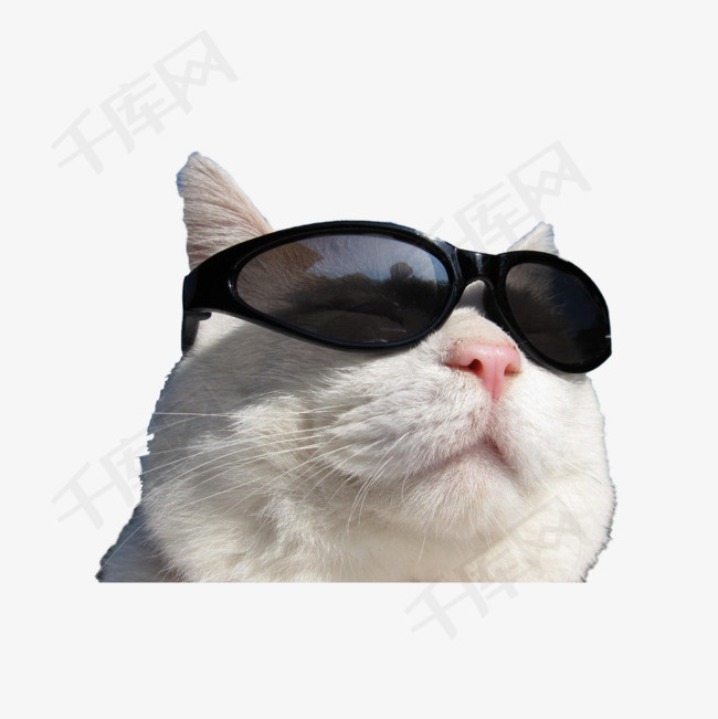 戴墨镜的炫酷猫