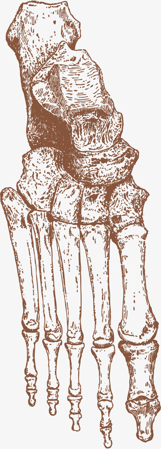 手掌骨骼器官示意图素材图片免费下载_高清p