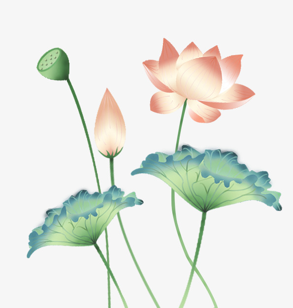 水彩荷花图片大全