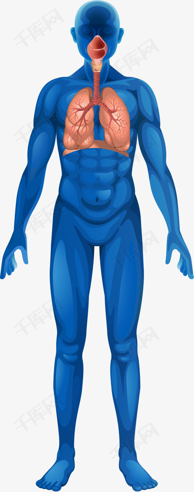 蓝色矢量人体器官卡通肢体肢体人体四肢躯干人体器官