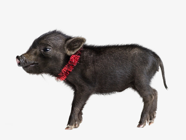 实物小黑猪丝带素材图片免费下载_高清png_千库网(图片编号9383088)