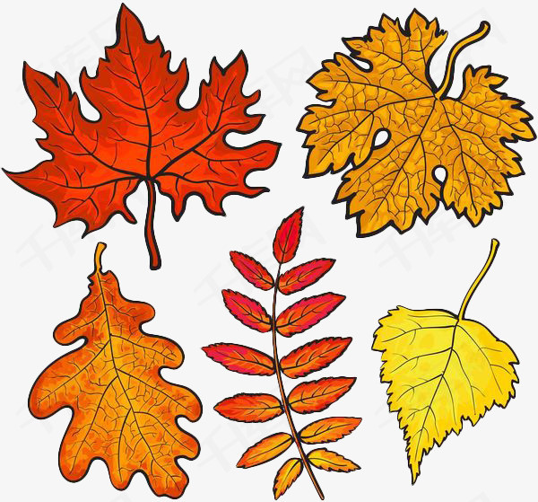 彩色手绘叶子合集矢量手绘彩色手绘树叶叶子简笔画树叶