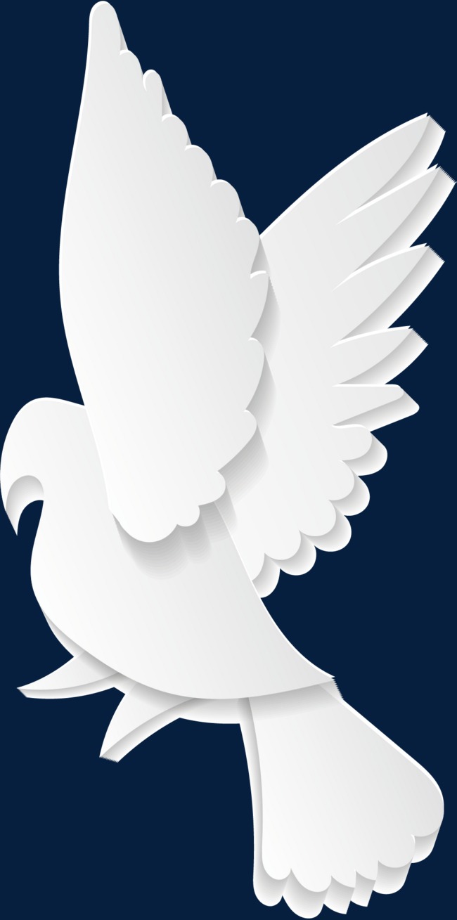 羽毛丰满的白色鸽子