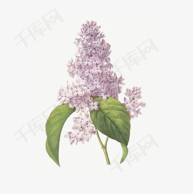 手绘紫丁香植物花卉设计免抠