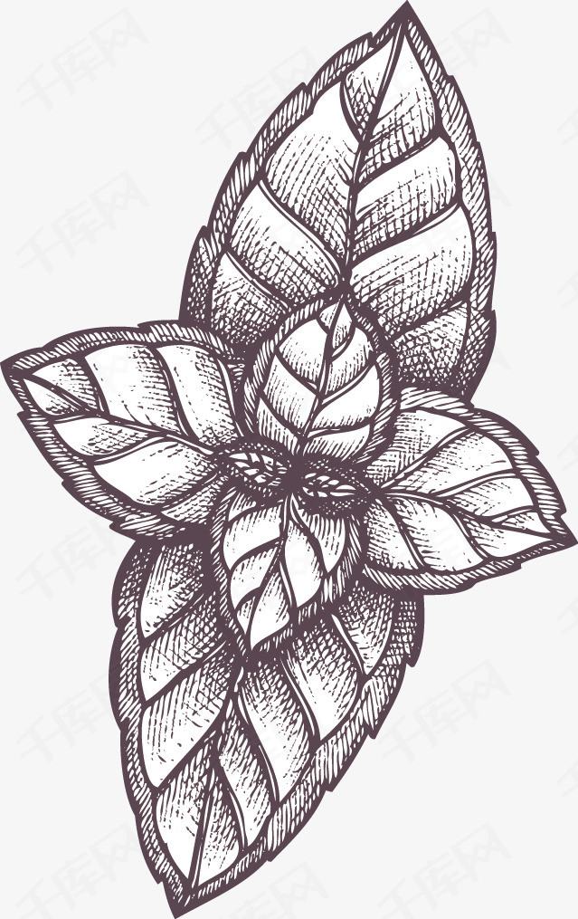 植物树叶素描手绘