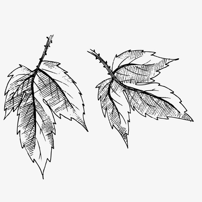 创意手绘速写植物叶子