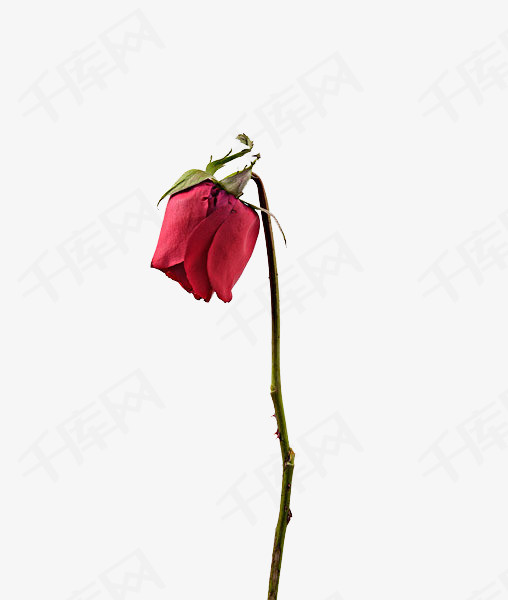 一朵凋谢的玫瑰花一朵花红色玫瑰唯美凋谢枯萎