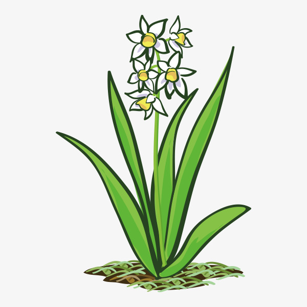 手绘一株小清新植物花卉白色小花卡通兰花植物花卉插画装饰画