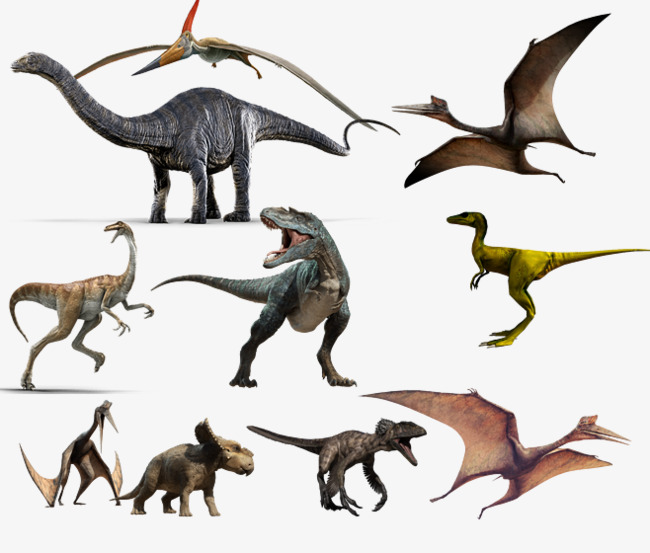 各种类型恐龙实物图