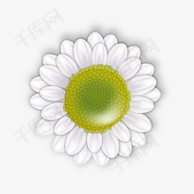 卡通白色小菊花简图
