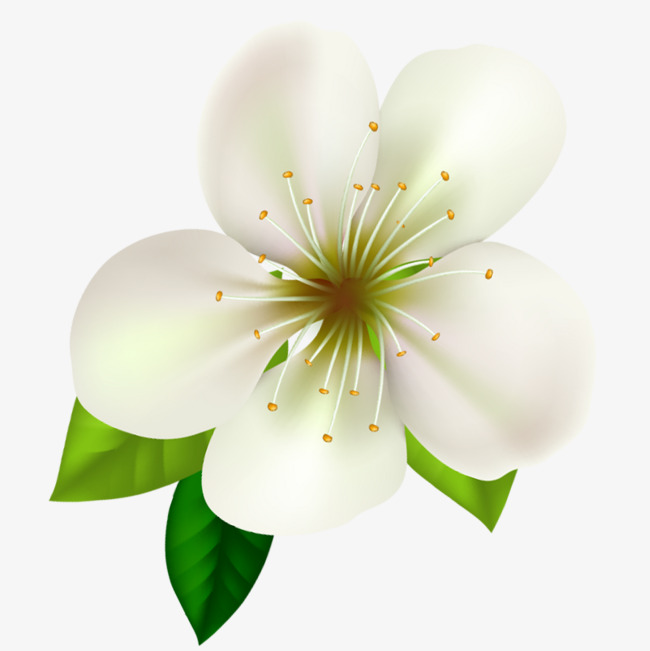 唯美艺术白色鲜花白色野菊花花朵艺术插画鲜花唯美艺术鲜花