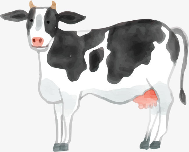 白色水彩可爱奶牛白色奶牛水彩奶牛手绘奶牛绘画黑色耳朵可爱奶牛
