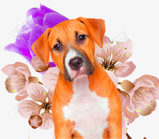 狗年吉祥橘黄色狗狗