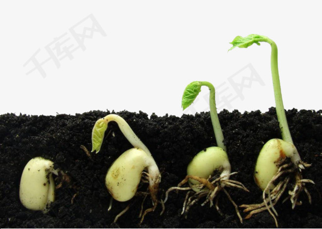 绿豆微古植物特写后萌发过程绿豆叶绿豆绿豆芽发芽发芽过程植物