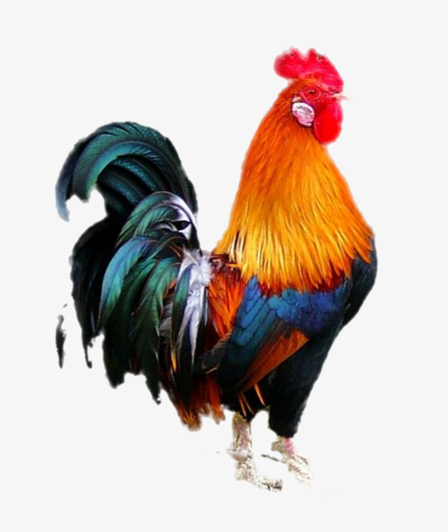 彩色的公鸡效果图公鸡动物家禽彩色公鸡大公鸡效果图