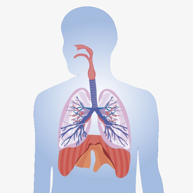 卡通人体肺部结构示意图