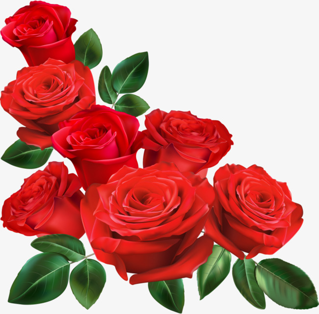 红色娇艳情人节玫瑰花玫瑰花鲜花花朵装饰图案浪漫爱情