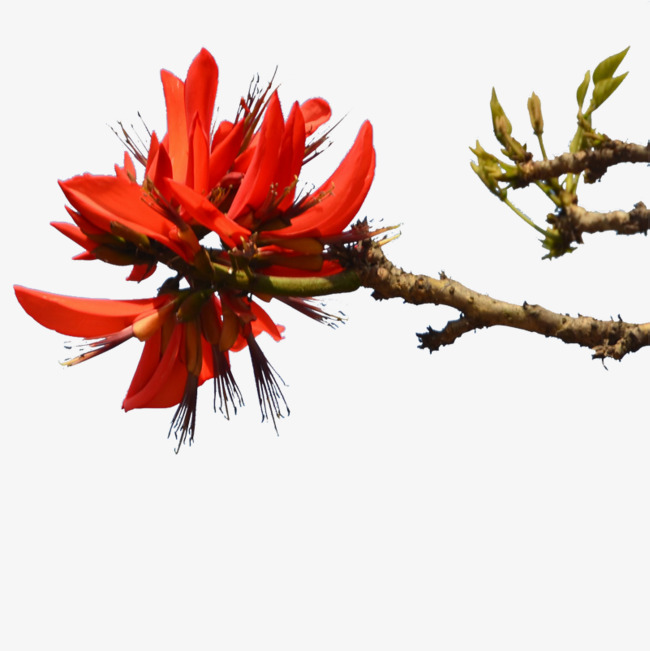 红色刺桐花png