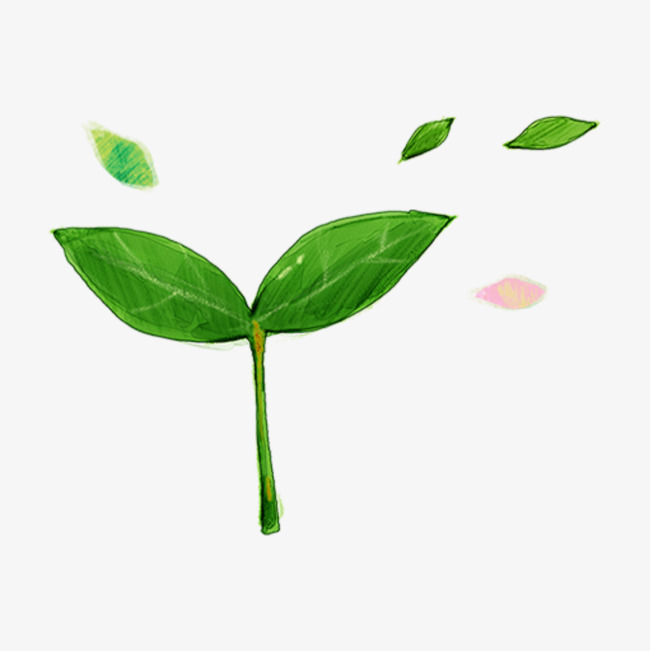 春天生机勃勃的嫩芽