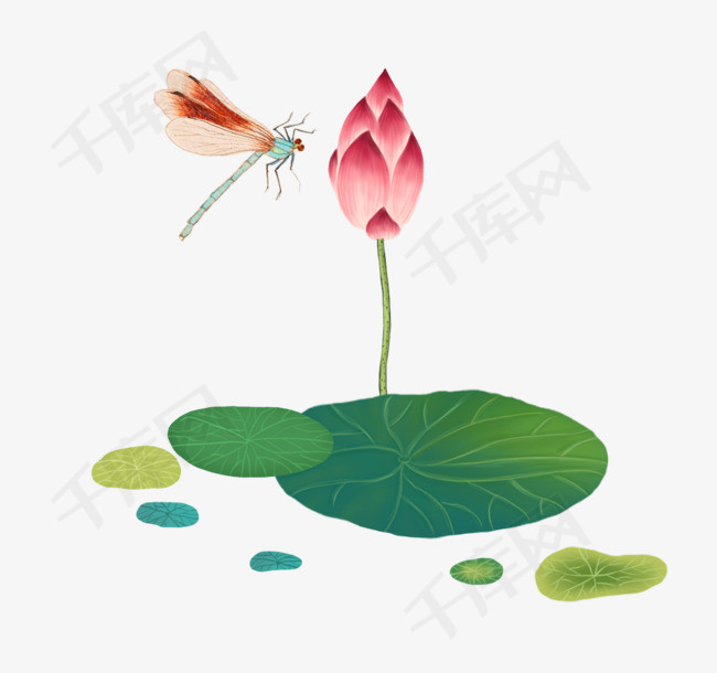 荷花和蜻蜓手绘插画蜻蜓荷花荷叶花苞荷花和蜻蜓手绘插画春游