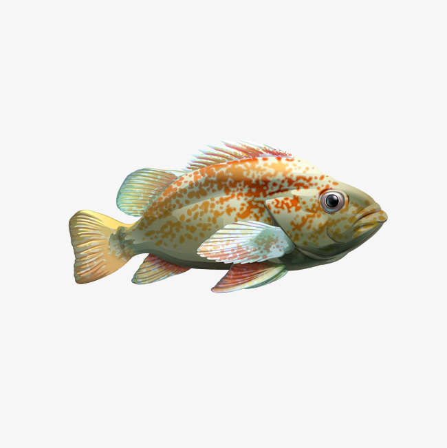海洋石斑鱼免抠素材