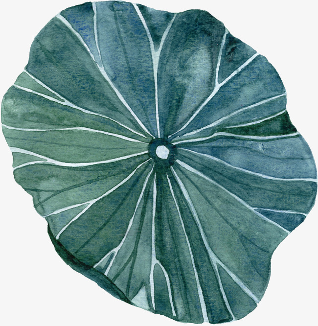 圆形绿色荷叶手绘图