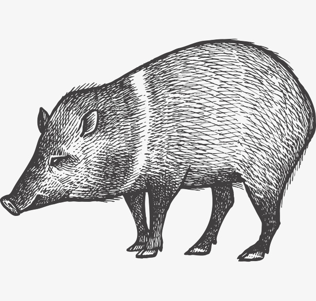 一头野猪素描图案
