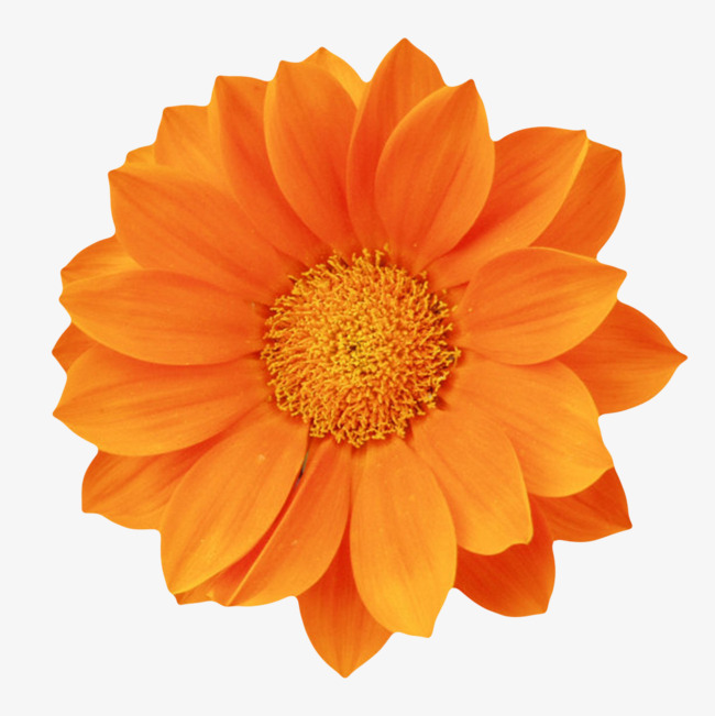 橙色鲜艳的盛开的一朵大花实物素材图片免费下载_高清